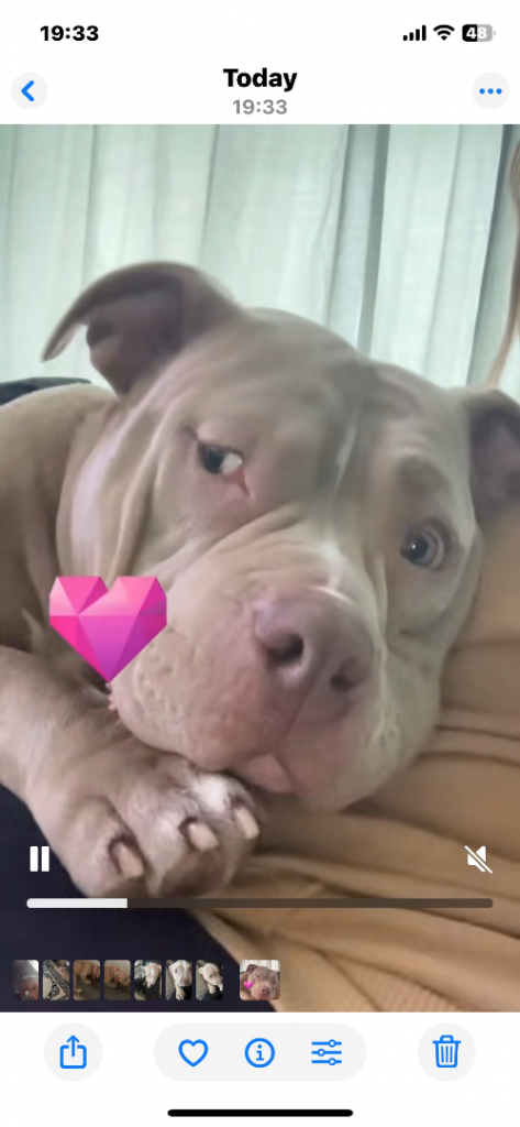 image for Pocket bully not Xl girl named Bella 