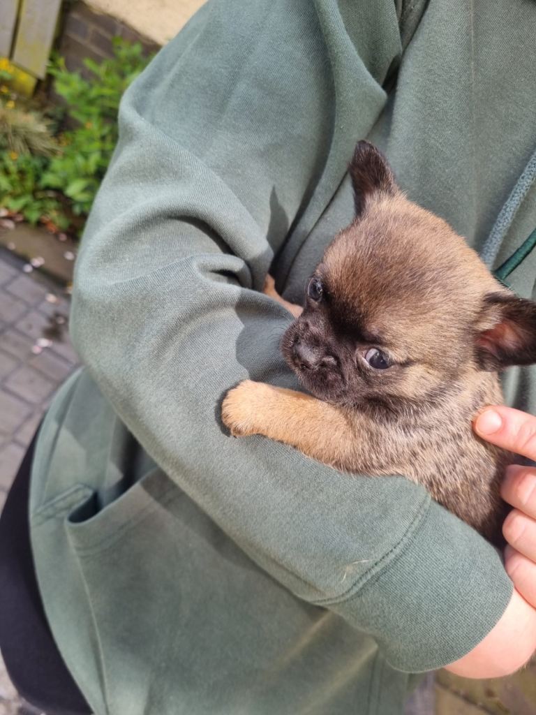 🐶 Beautiful Pomchi Puppies – Waiting List Now Open 🐶  