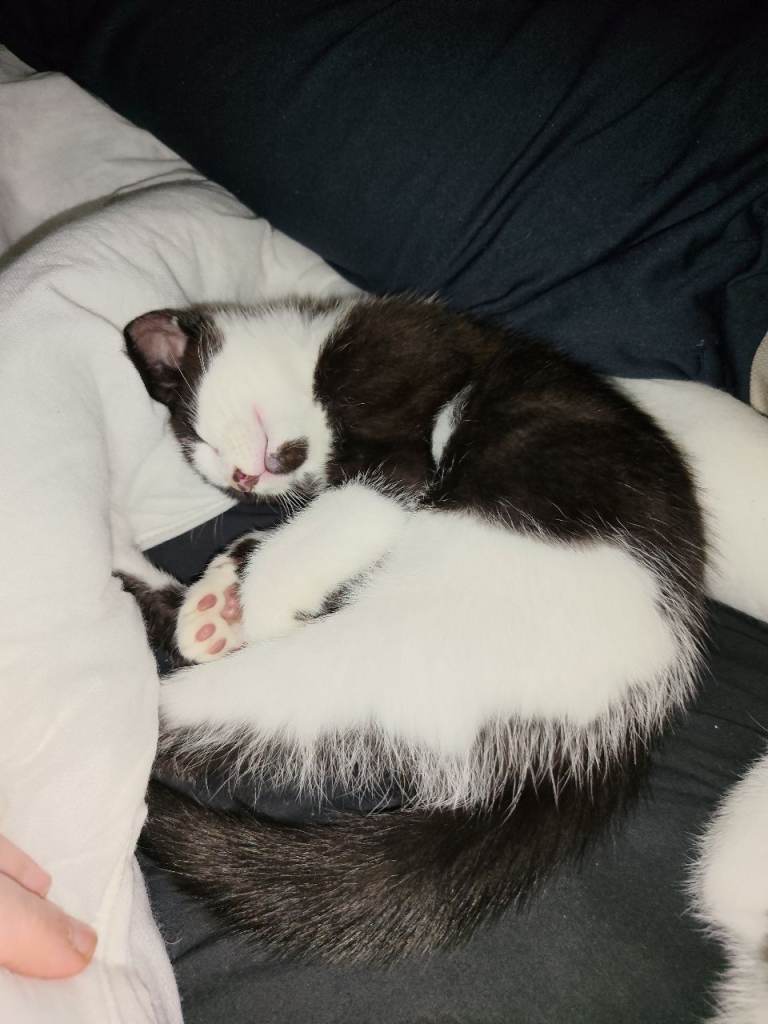 2 black and white male kittens 