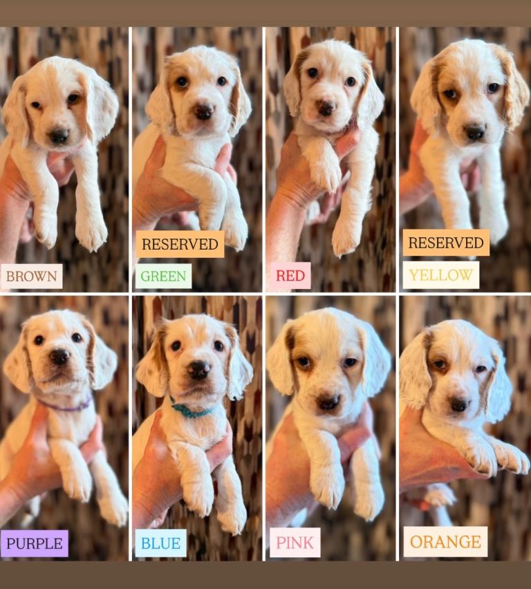 Cocker Spaniel Puppies