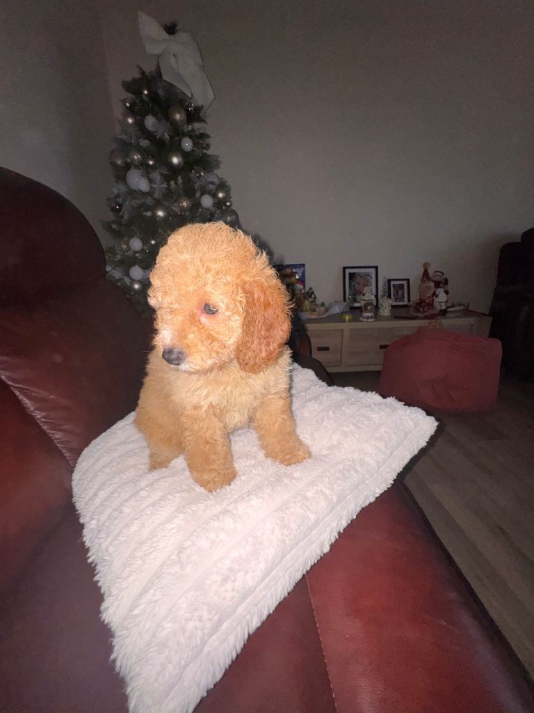 Cockapoo 