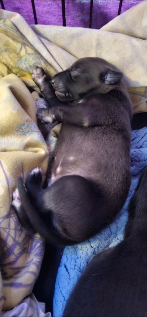 Whippet cross lurcher