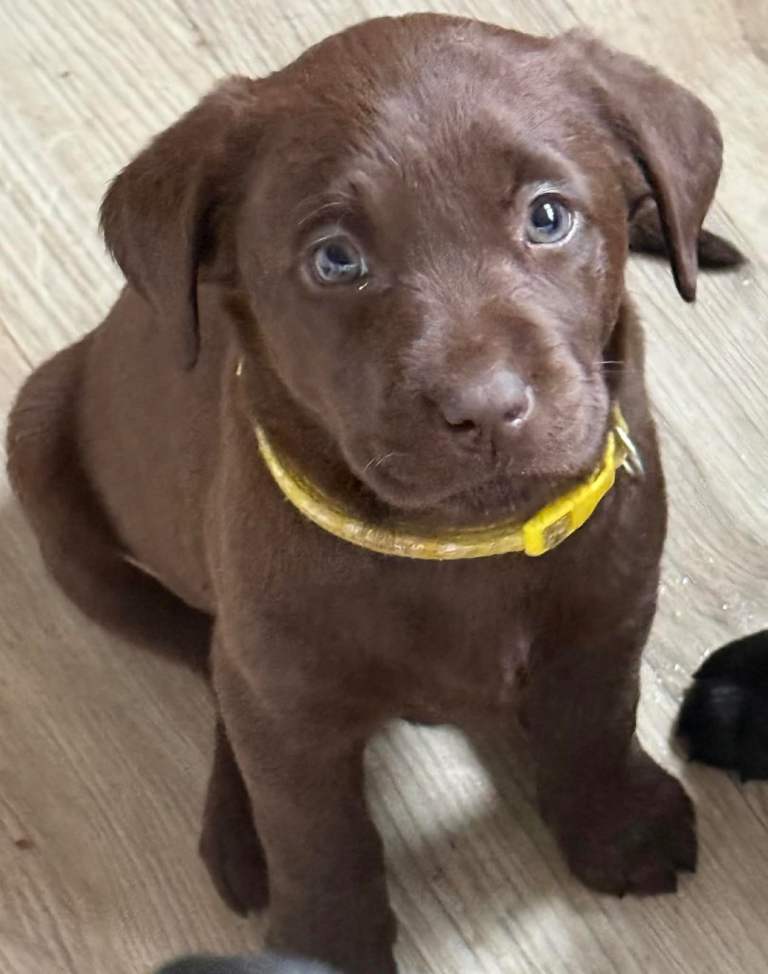 Pedigree Labrador puppies 