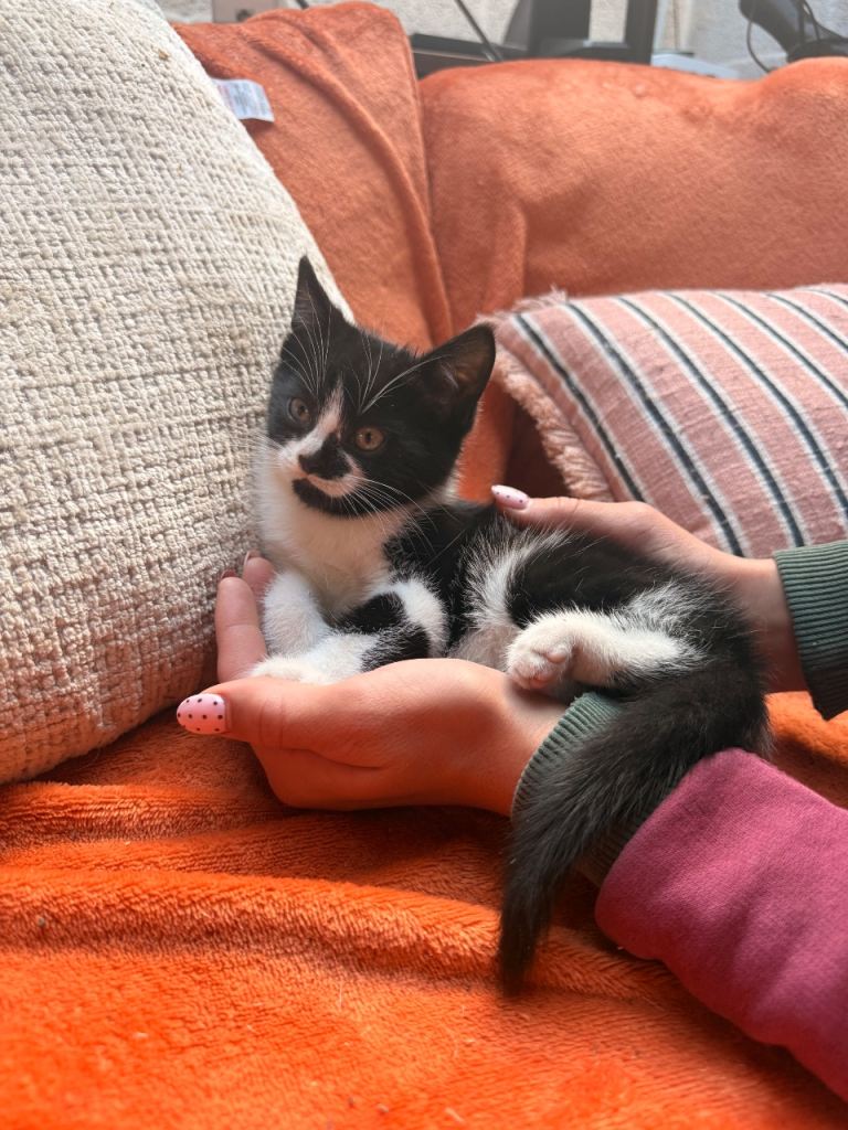 Beautiful kittens - one left 