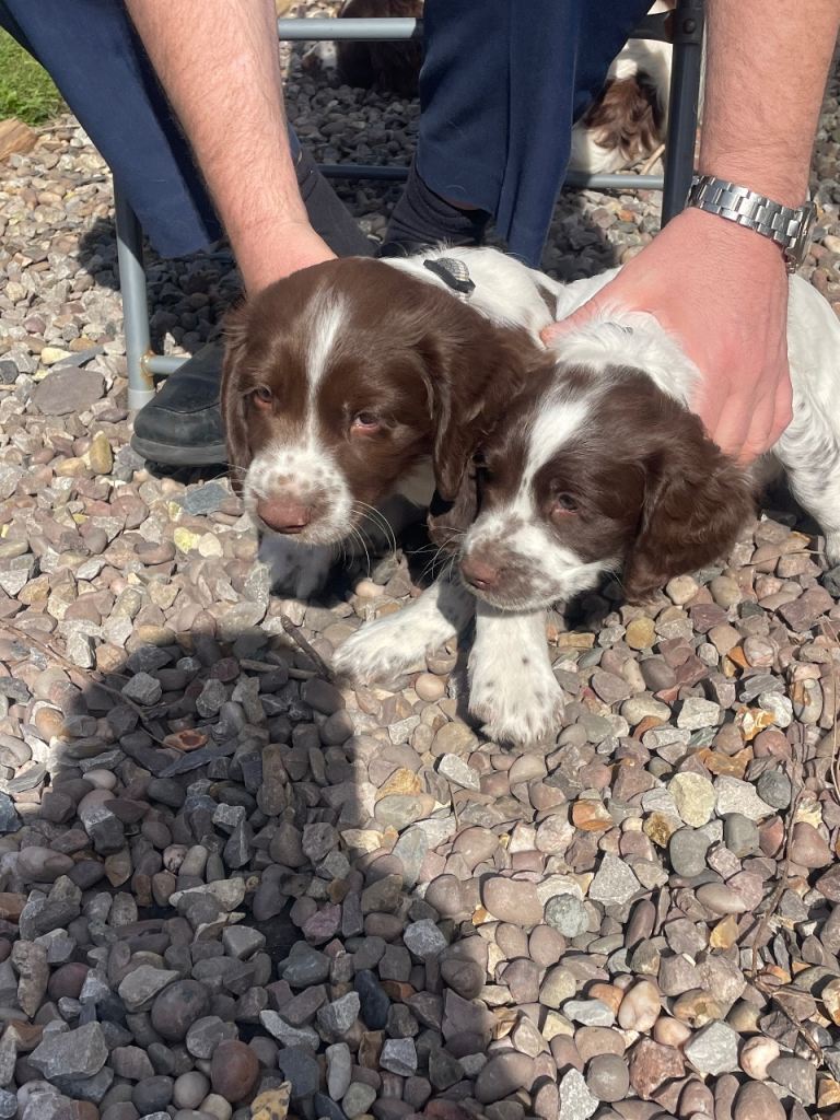 English Springer Spaniels 