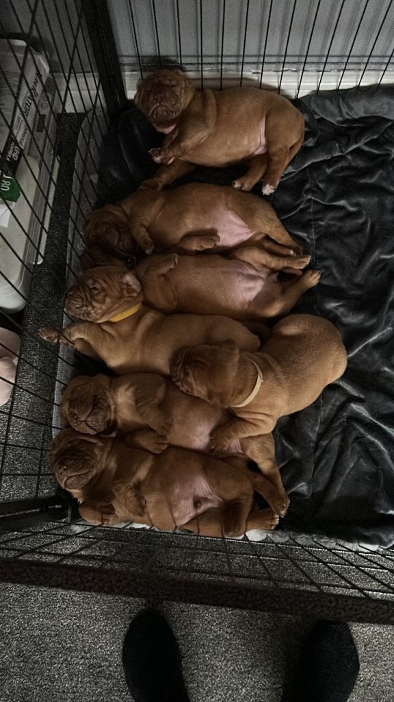 Dogue de Bordeaux 