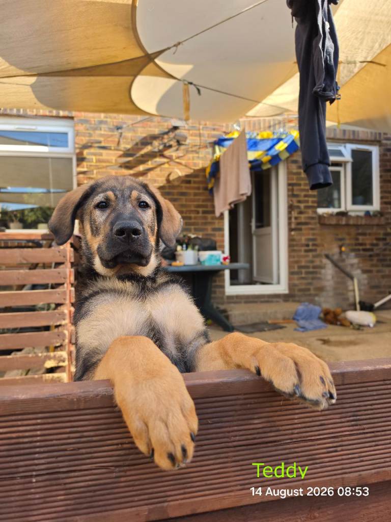 Meet Teddy – Our Beautiful, Loving Family-Raised Puppy 