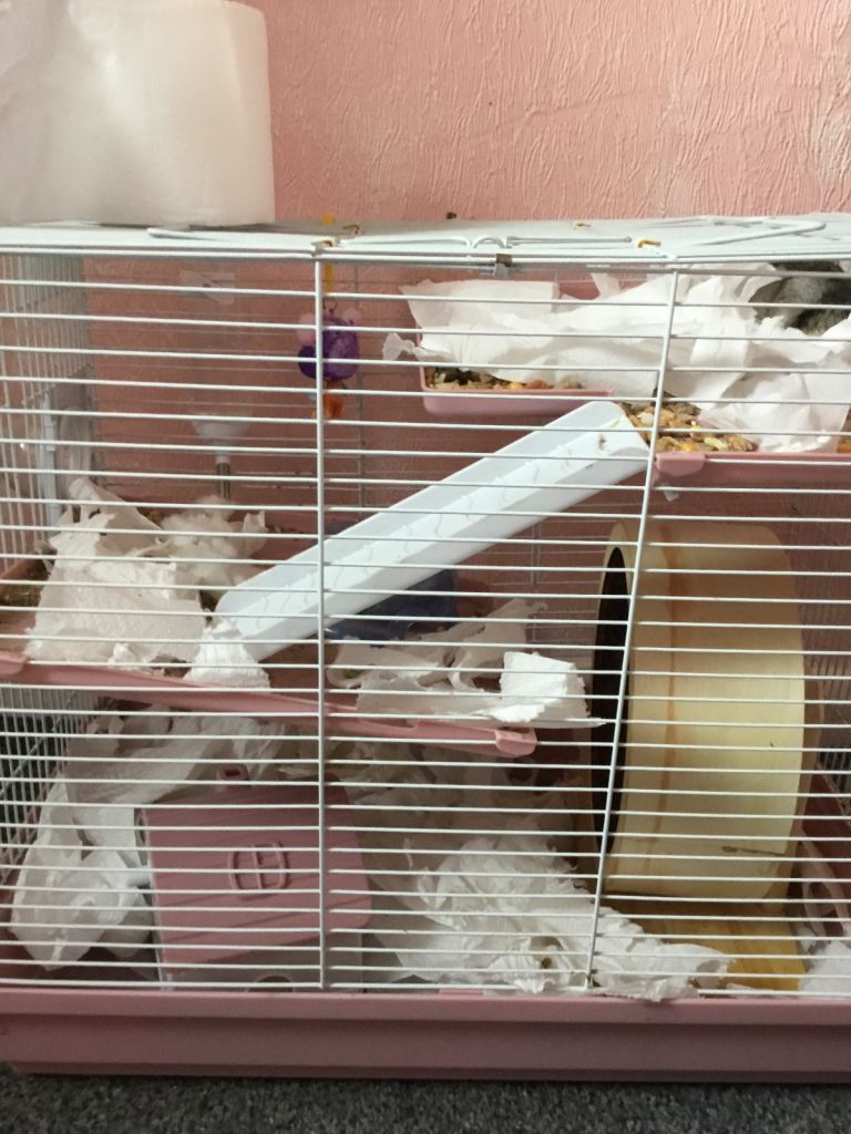 HAMSTERS (urgent) get them for £80 or £100