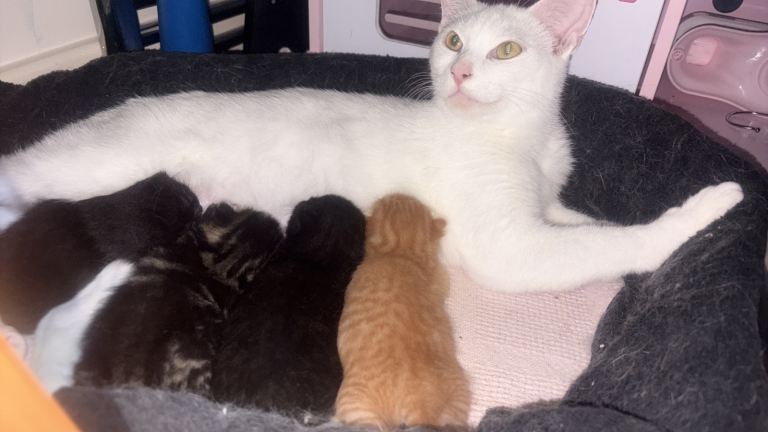 Mixed litter kittens