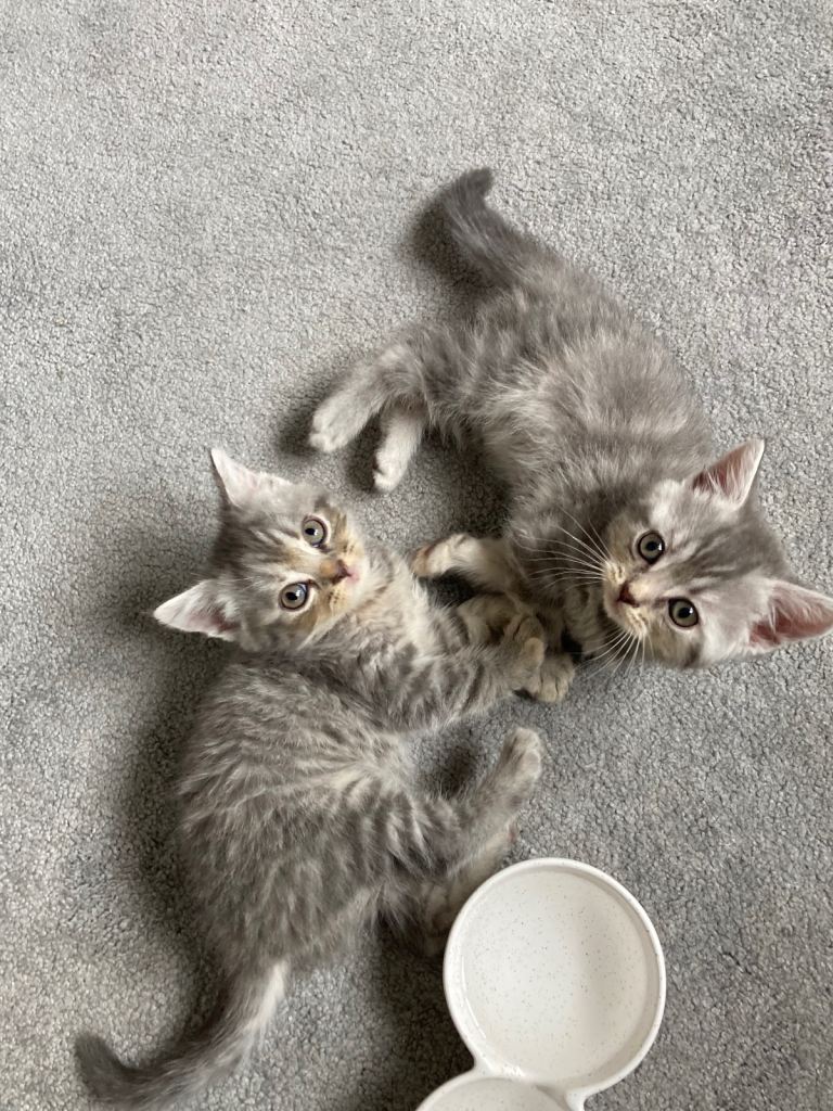 Blue/cream- British short hairXpersian cross