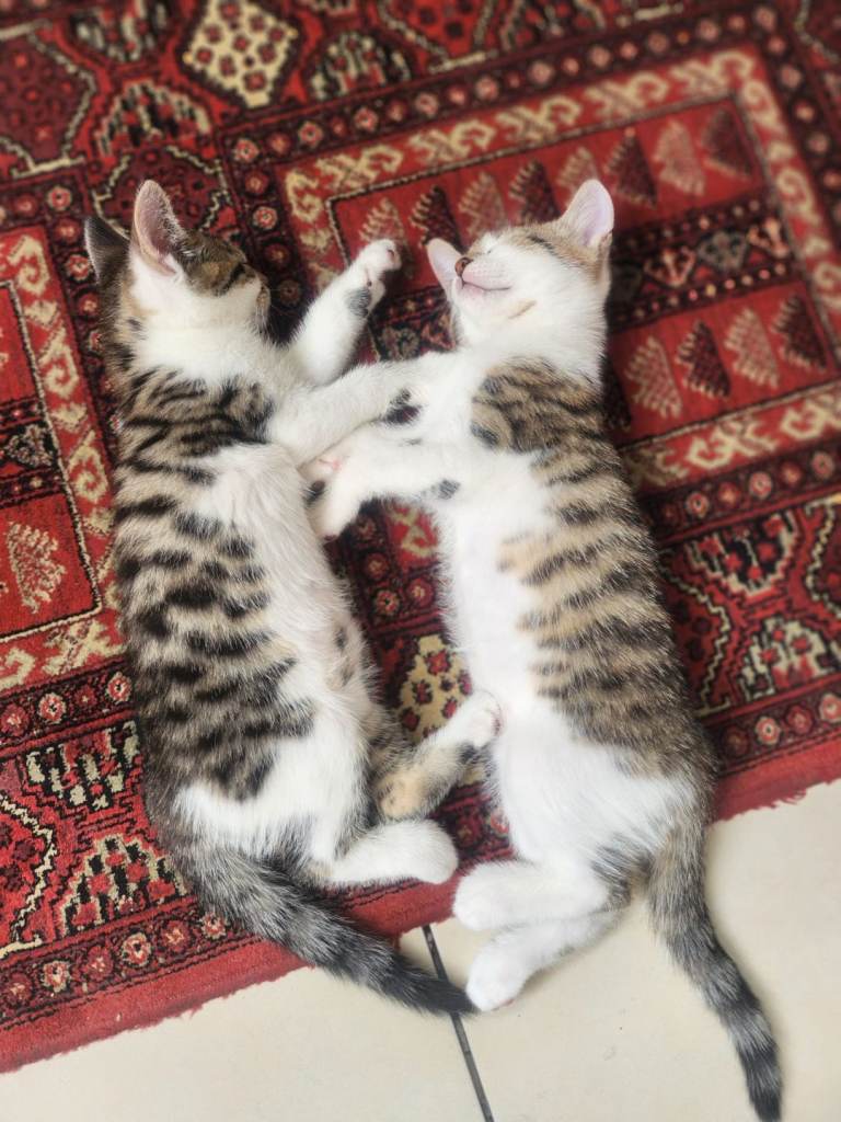 Two lovely Boys 