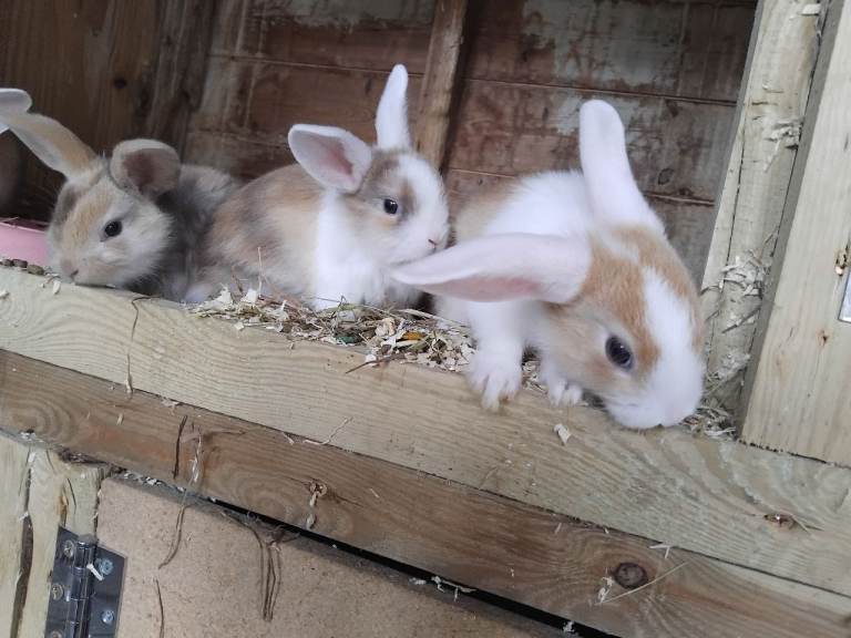 Baby lops