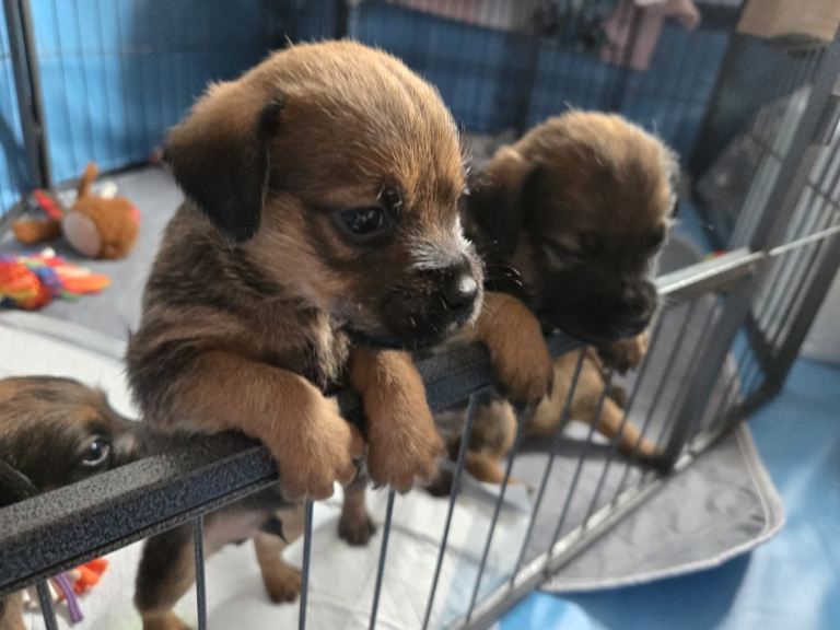 Border Terrier Puppies