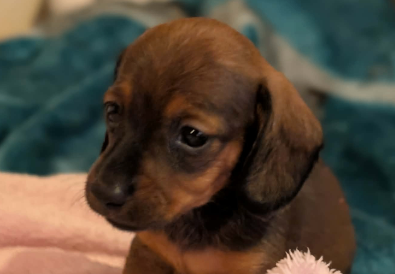 Miniature dachshund babies 