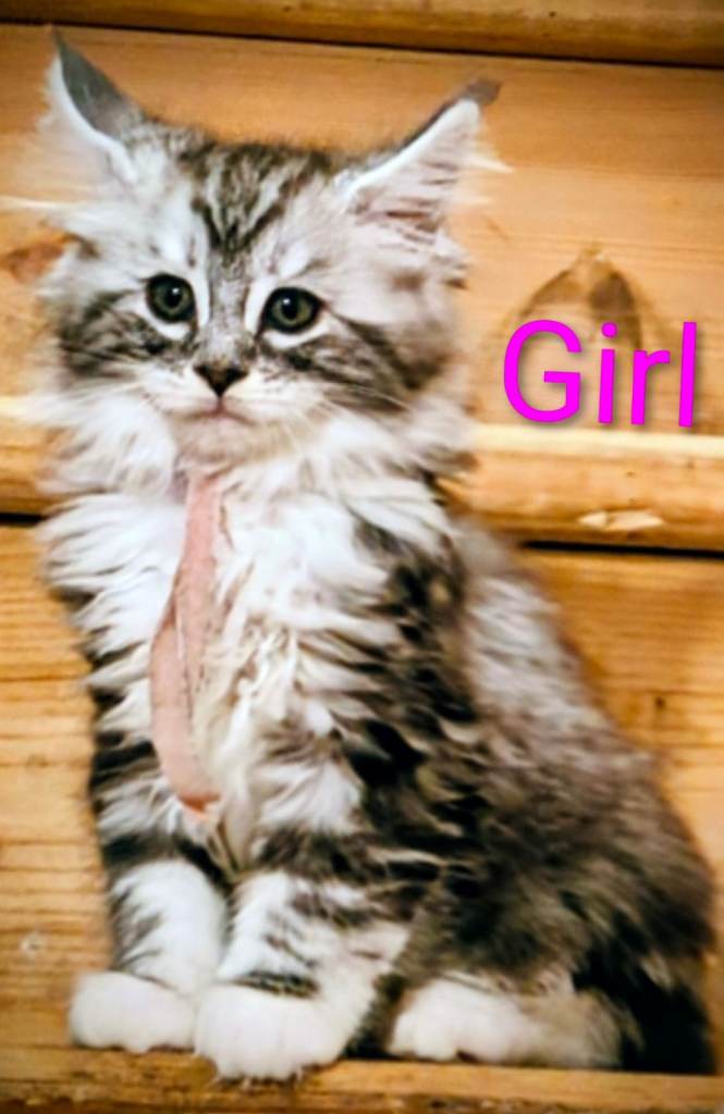 Gorgeous Registered Maine Coon kittens