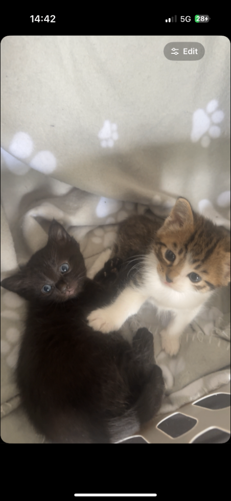 2 beautiful kittens for sale 