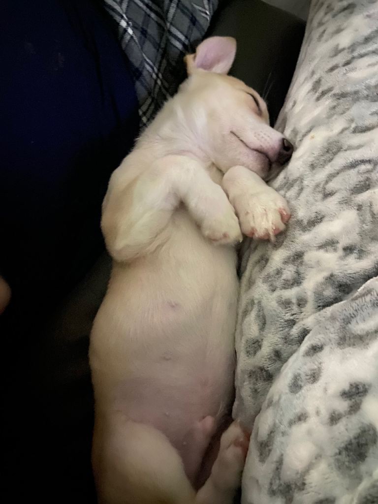 14 weeks old, mixed breed, male puppy. 