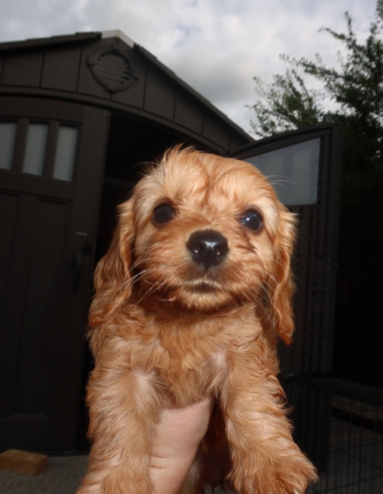 7 Cavapoo puppy’s for sale 