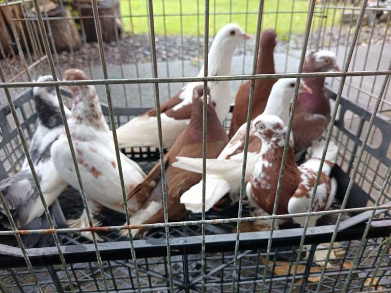 Pigeons for sale