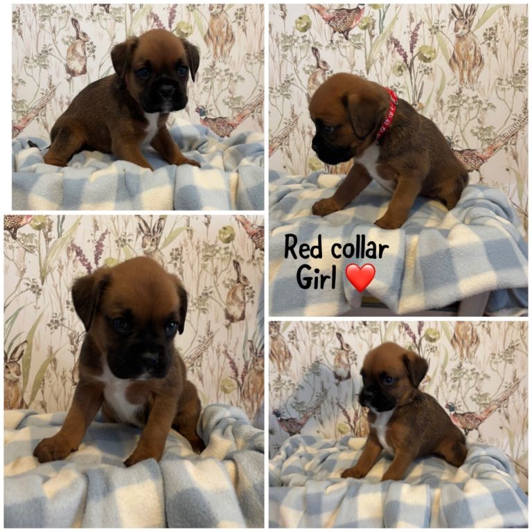 Beautiful boxer puppies for sale 