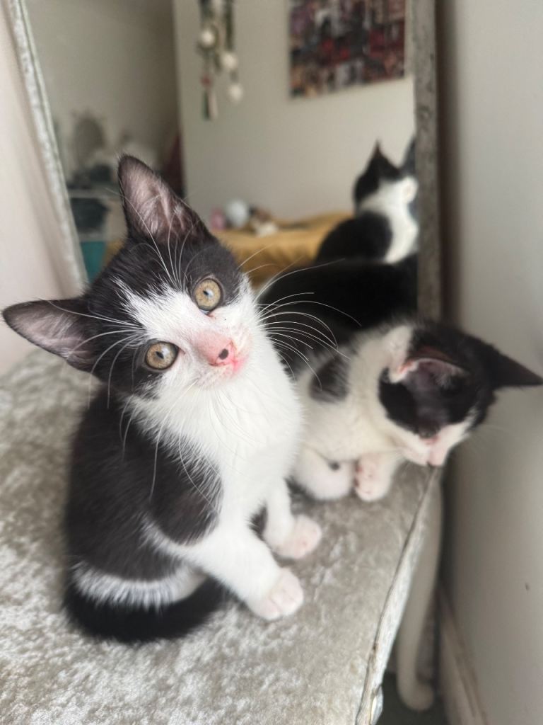 Kittens 