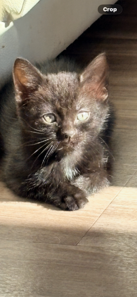 5 Loving Kittens 8 weeks ready to go 