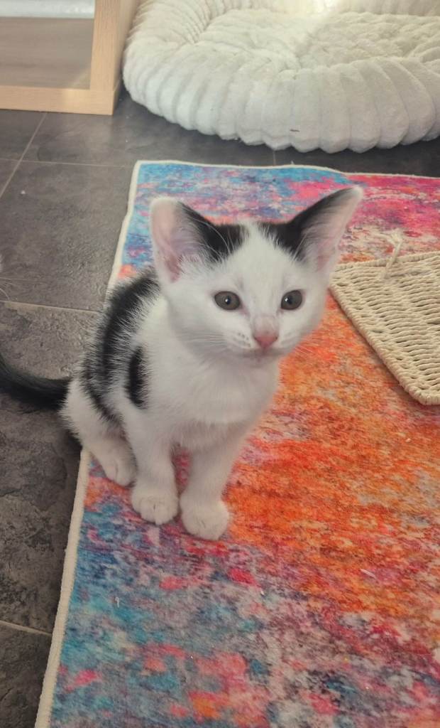 Tuxedo/Harlequin kittens