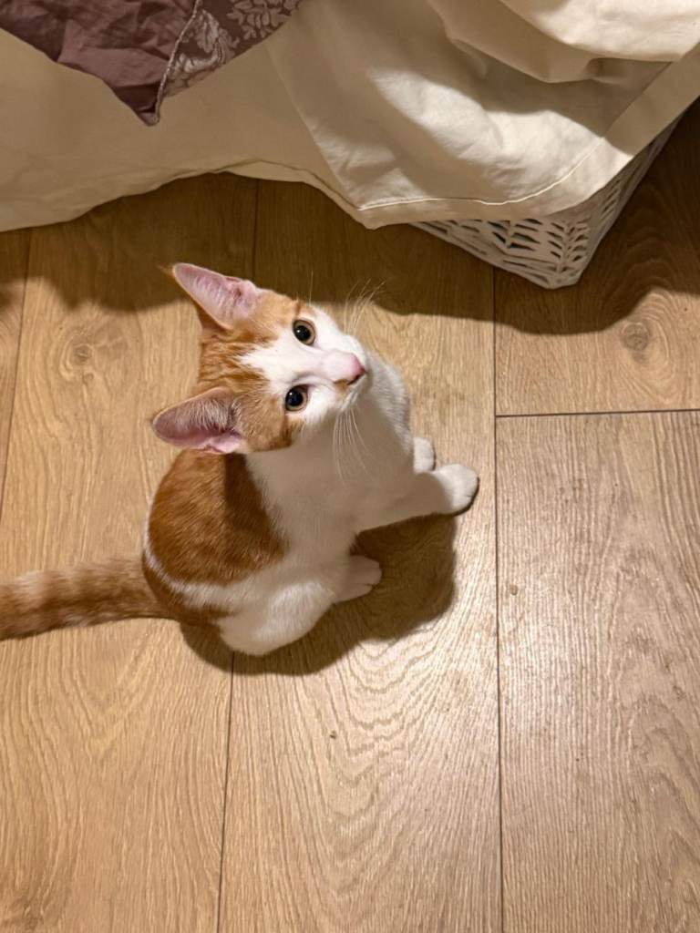 Kittens ginger and white 