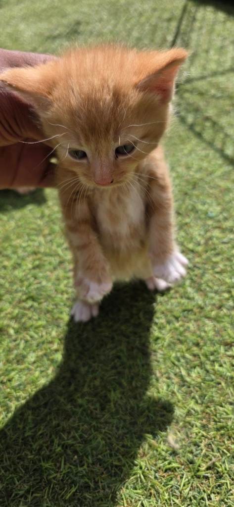 5 ginger kittens available