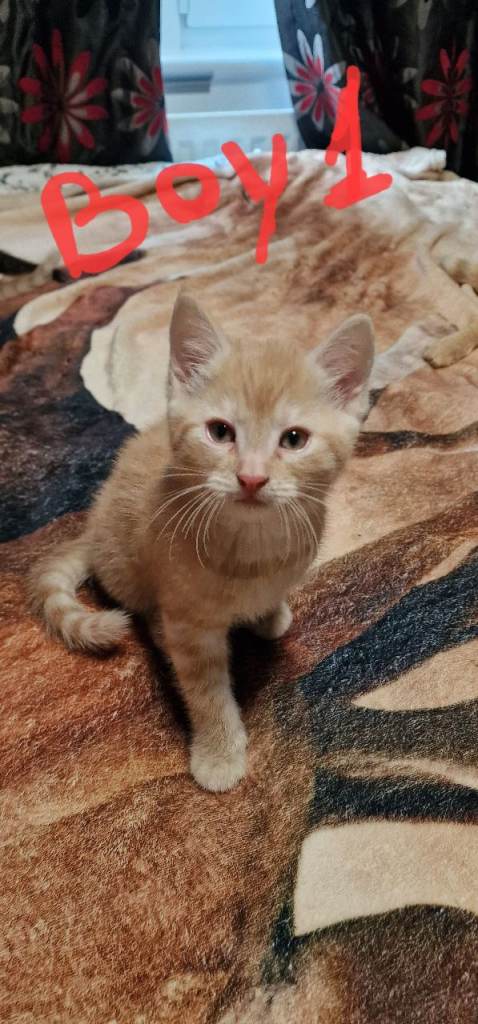 4 Ginger tabby male and 2 mixed females 