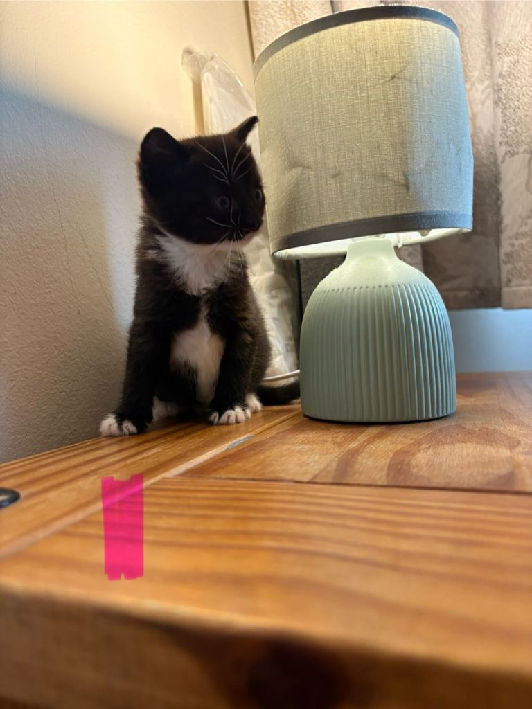 2 Tuxedo kittens left