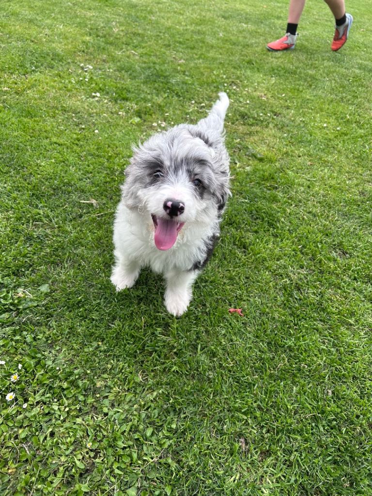 Rehoming my Puppy 