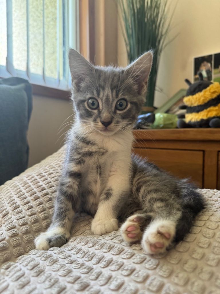 Gorgeous grey tabby kittens 