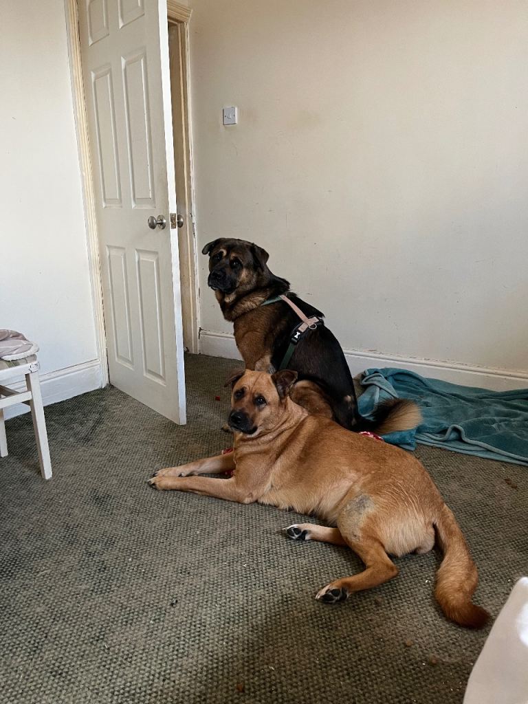 Akita x Rottweiler 