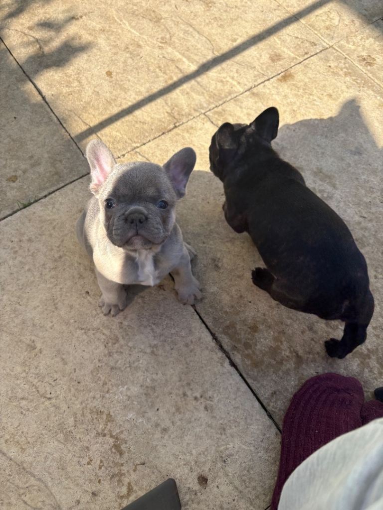 Adorable French bulldog puppies 3girls3boys ready 10th October 