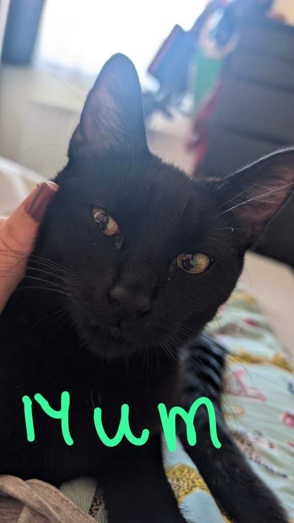  Kitten