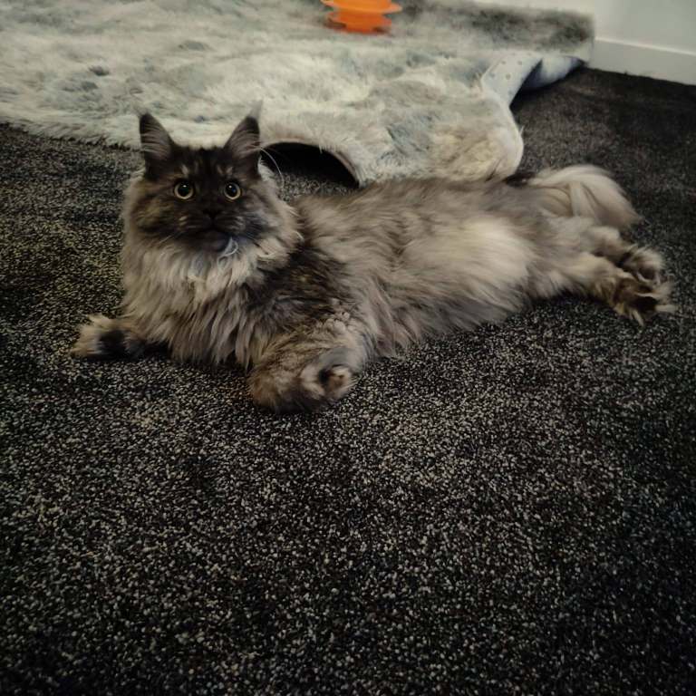 Silver Smoke Mainecoon ( RESERVED)