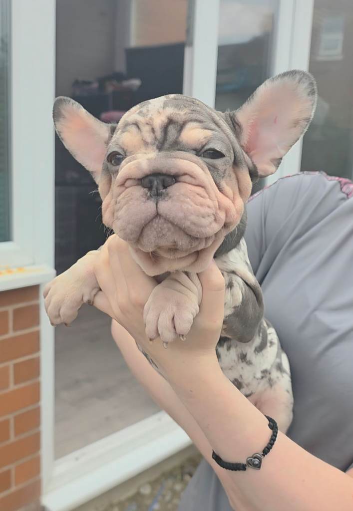 💯 Velvet Coat French Bulldog Pups 💯