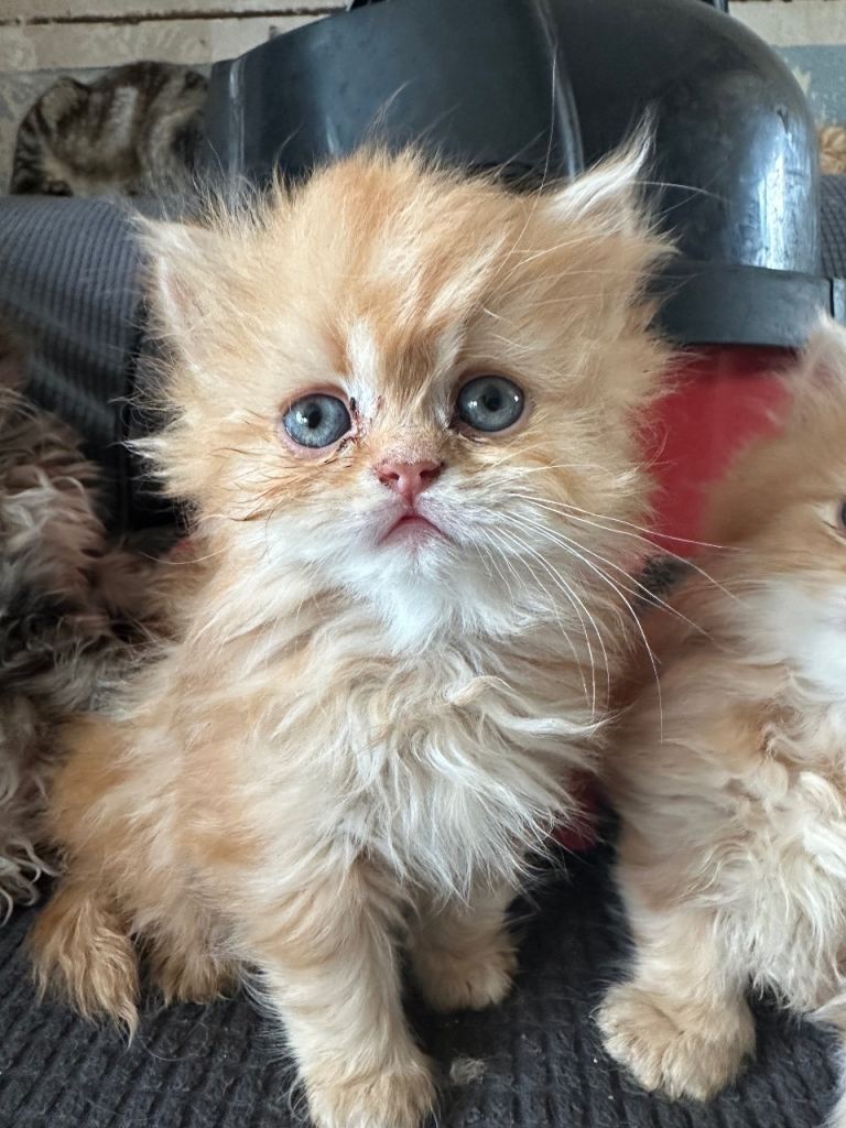 Persian kittens 😍