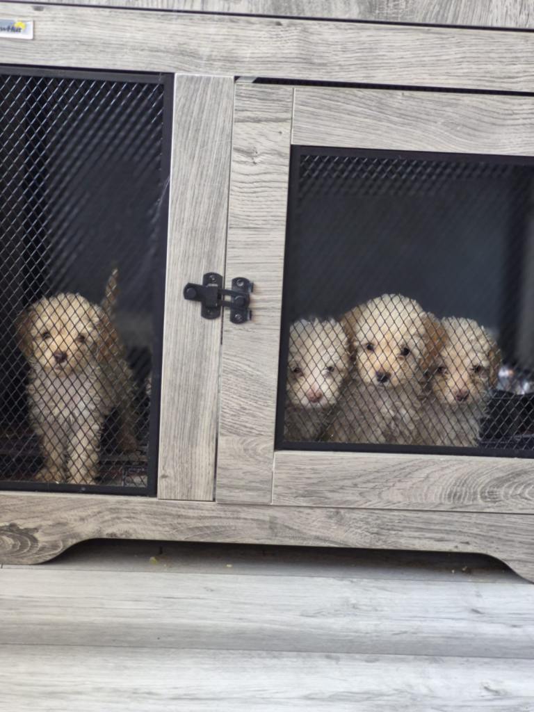 Cockapoos F2