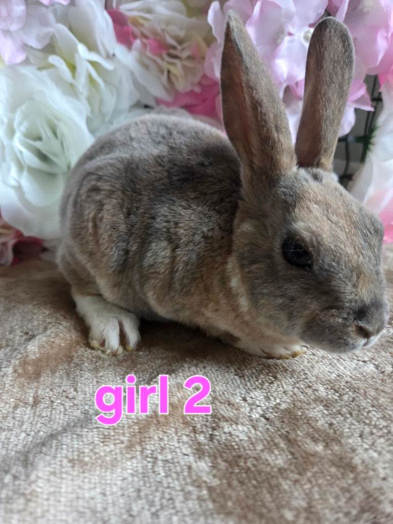 Baby mini rex available 