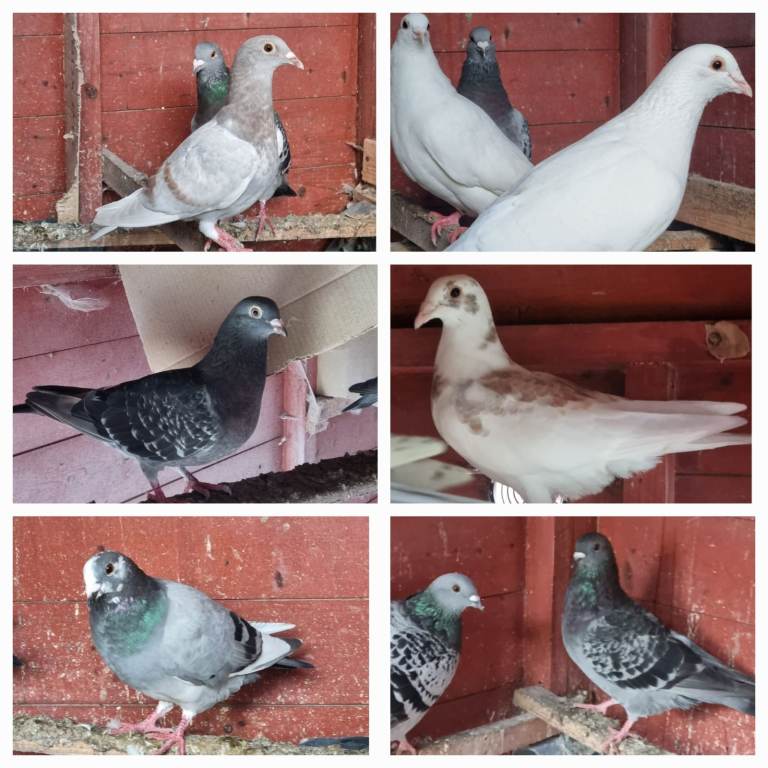 image for Pigeons mix colour