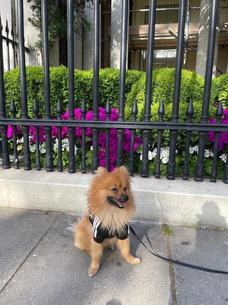 POMERANIAN NEEDS A NEW HOME