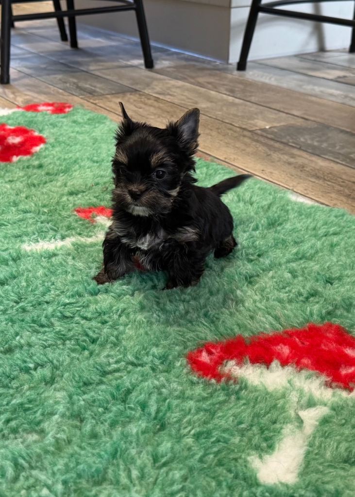 Mini Yorkshire Terrier puppies REG
