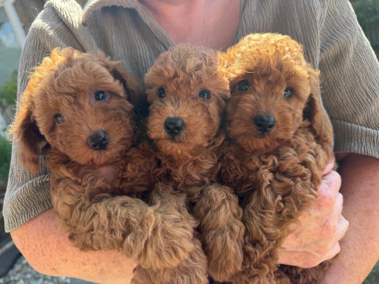 ❤️ Beautiful Red Poochon Girls Looking for Their Forever Homes 