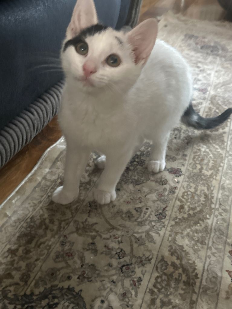 Kitten 