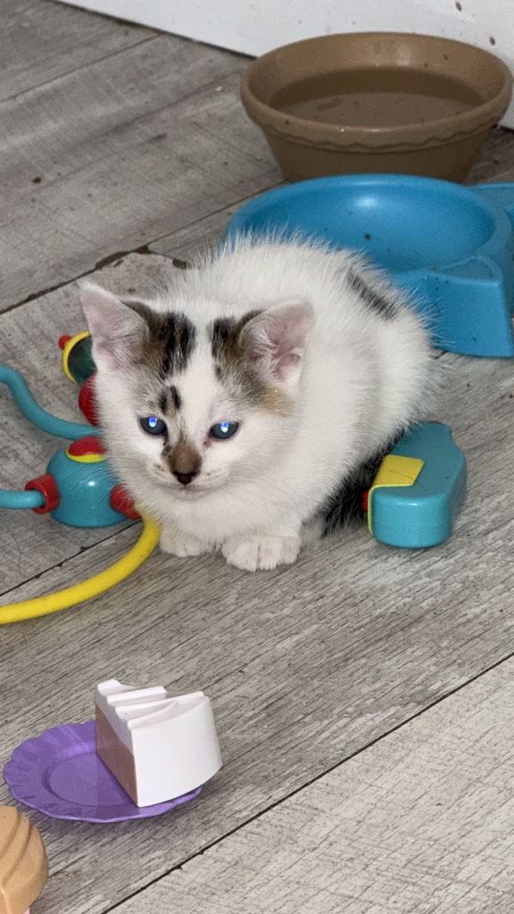 2 kittens