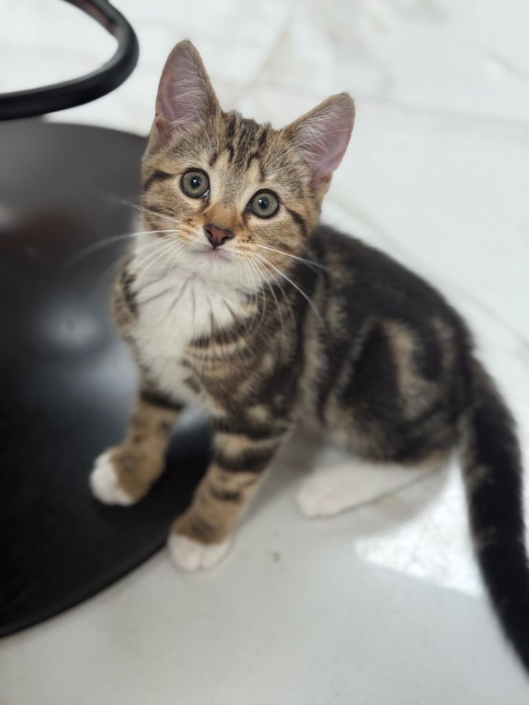 4 playful kittens mix of girls and boys