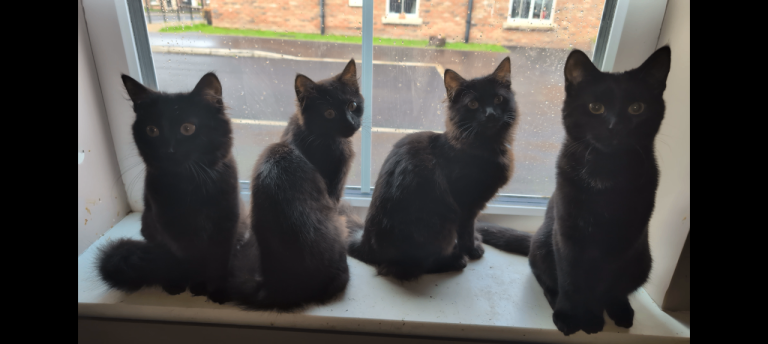 Four Kittens For Sale £50 