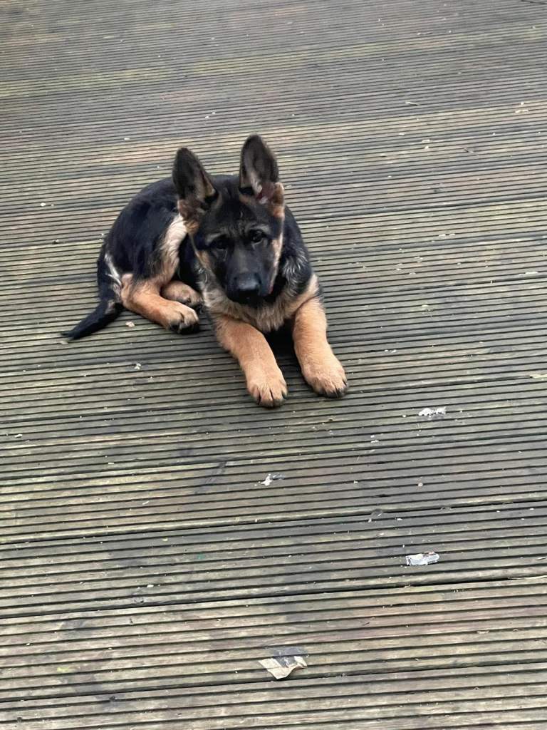 German Shepard puppy for sale 